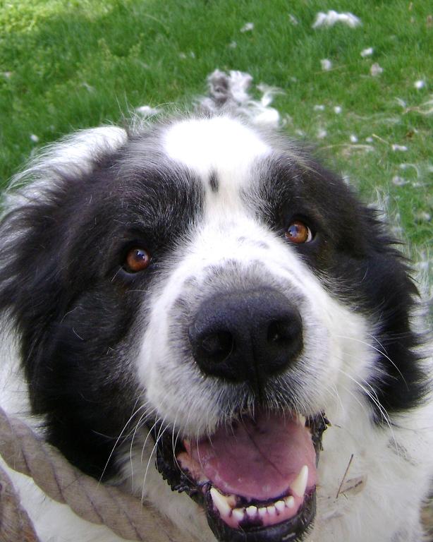 Rose Valley Ranch How to Shave a Great Pyrenees