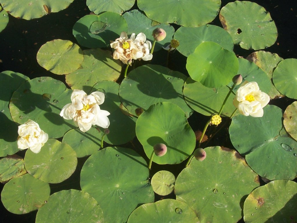 [100_2424_1024x768.jpg]