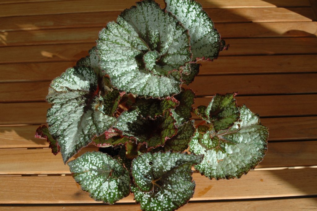 [DSC_7209_1024x680.jpg]