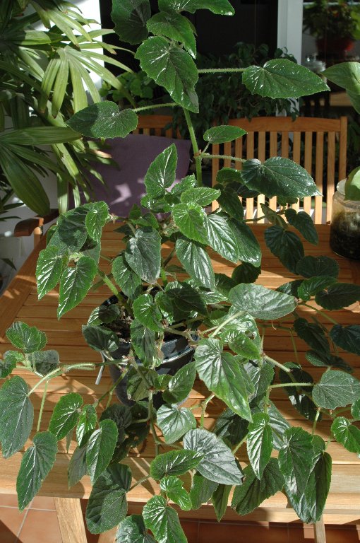 [DSC_7203_510x768.jpg]