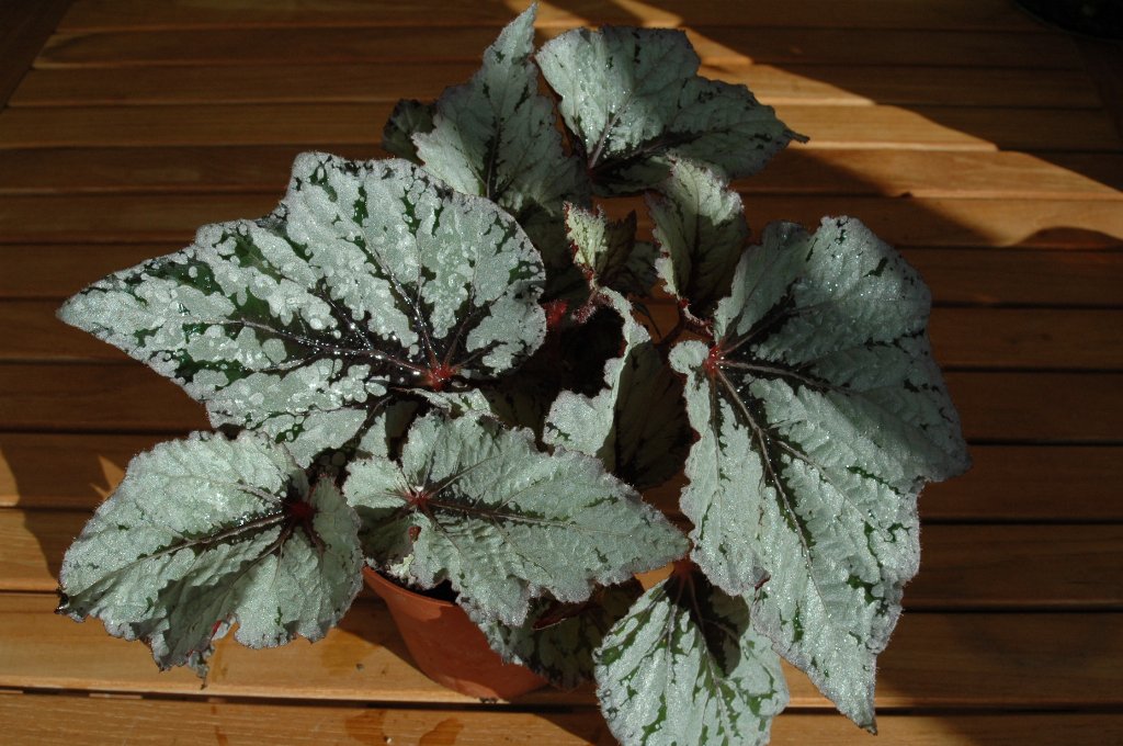 [DSC_7208_1024x680.jpg]