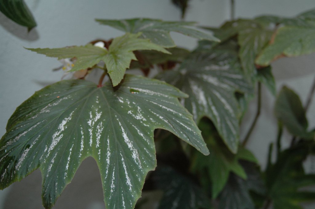 [DSC_7220_1024x680.jpg]