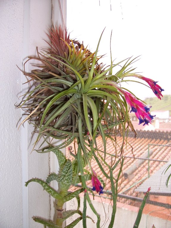 [tillandsia+aeranthos_576x768.jpg]