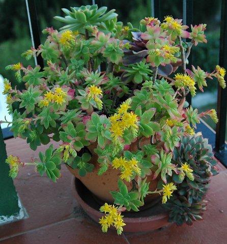 [DSC_7423_446x480.jpg]