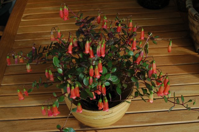 [DSC_7435_640x425.jpg]