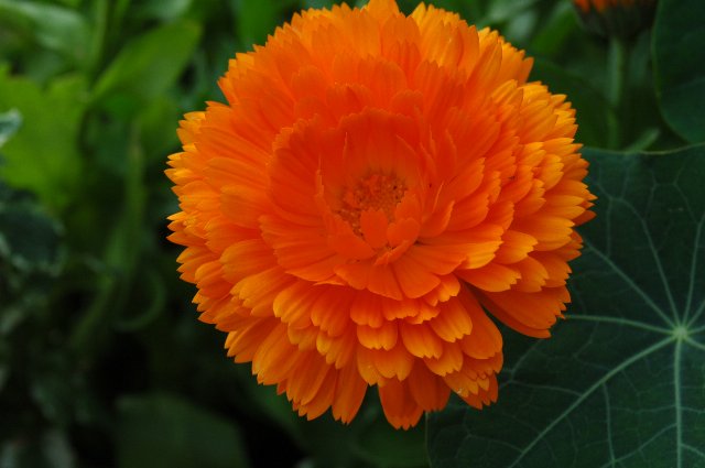 [DSC_9110_640x425.jpg]