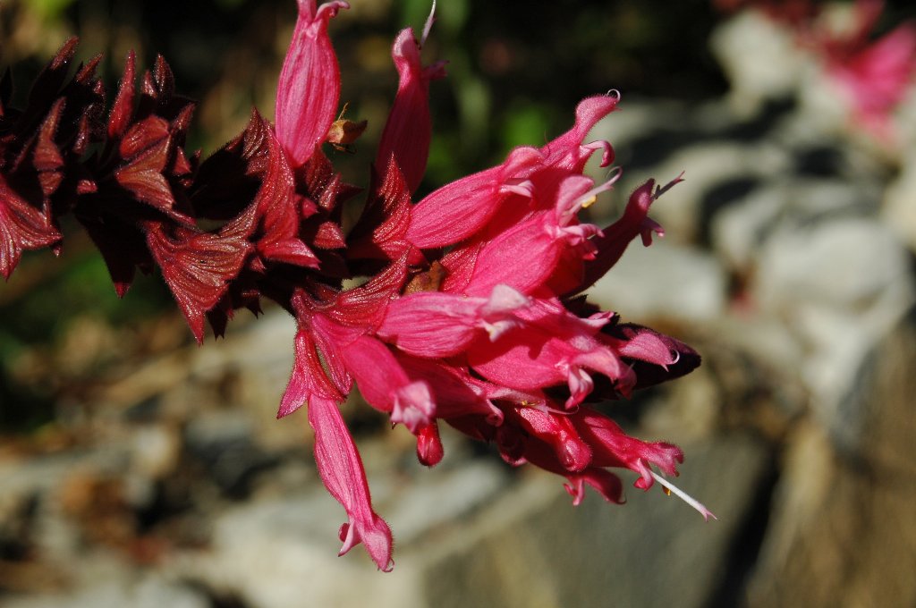 [DSC_6740_1024x680.jpg]