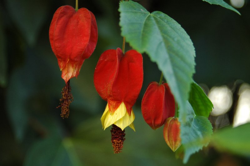 FLORACIONES EN MÁLAGA Y MÁS Abutilon Megapotanicum FLORACIONES EN MÁLAGA Y MÁS Abutilon Megapotanicum