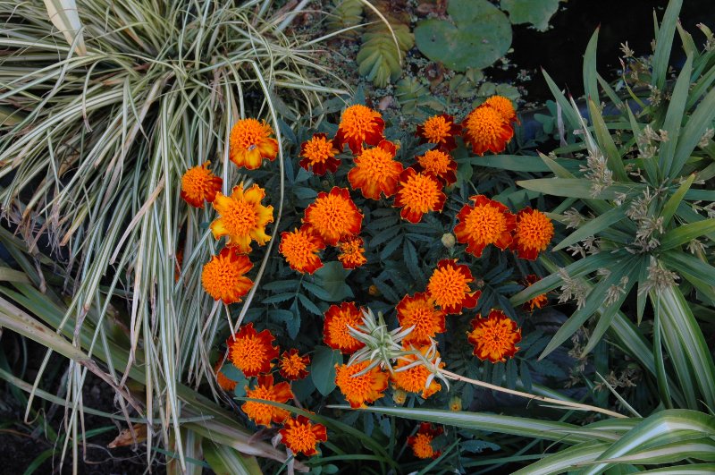 [DSC_6627_800x531.jpg]