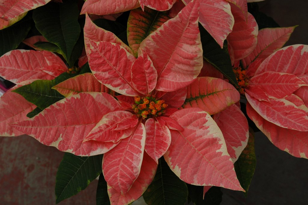 [DSC_6861_1024x680.jpg]