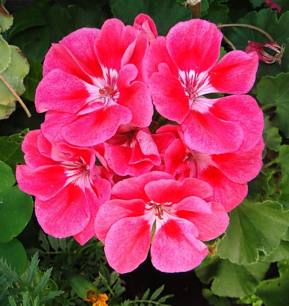 FLORACIONES EN MÁLAGA Y MÁS: Floraciones de octubre 1