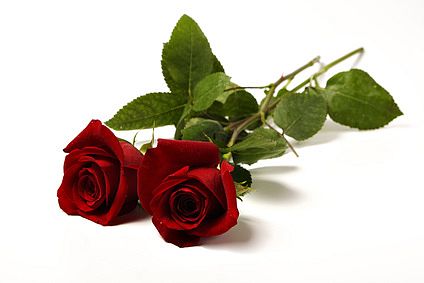 [valentine+2+roses.jpg]