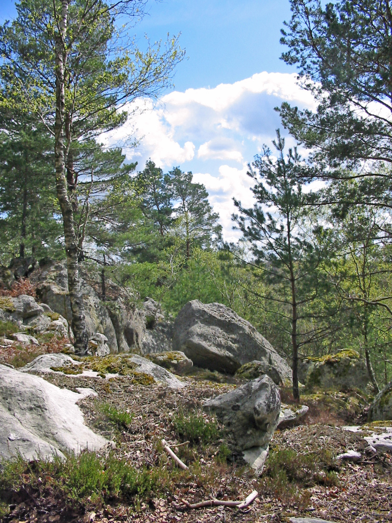 Ile de France Walks Wednesday 28 April in Fontainebleau forest