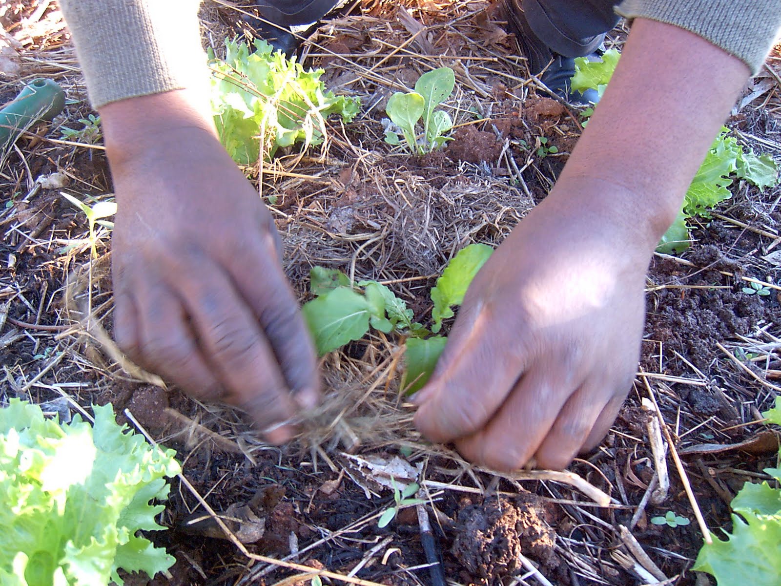 companion planting organic gardening green finger tips