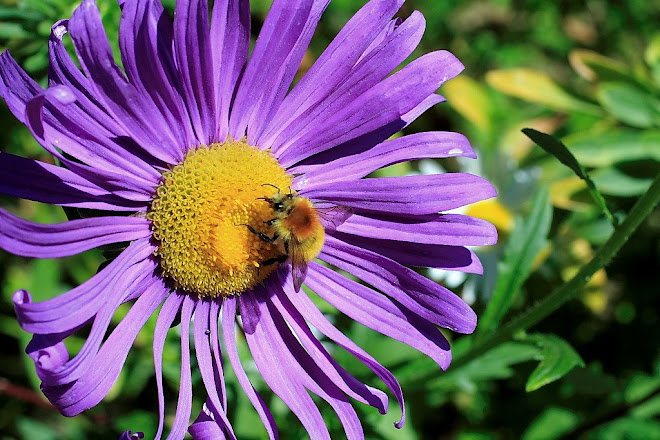 abella treballant a Rupit (osona)