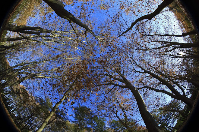 la tardor gira i gira peró sempre torna.. Per sort