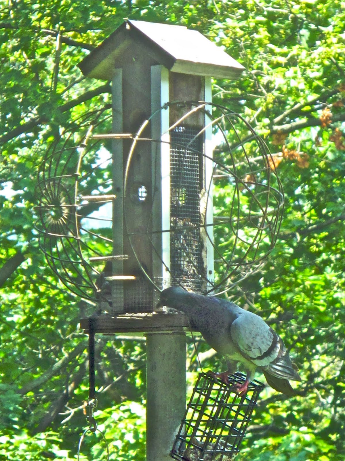 Merry Syracuse Almost Pigeon Proof Birdfeeder
