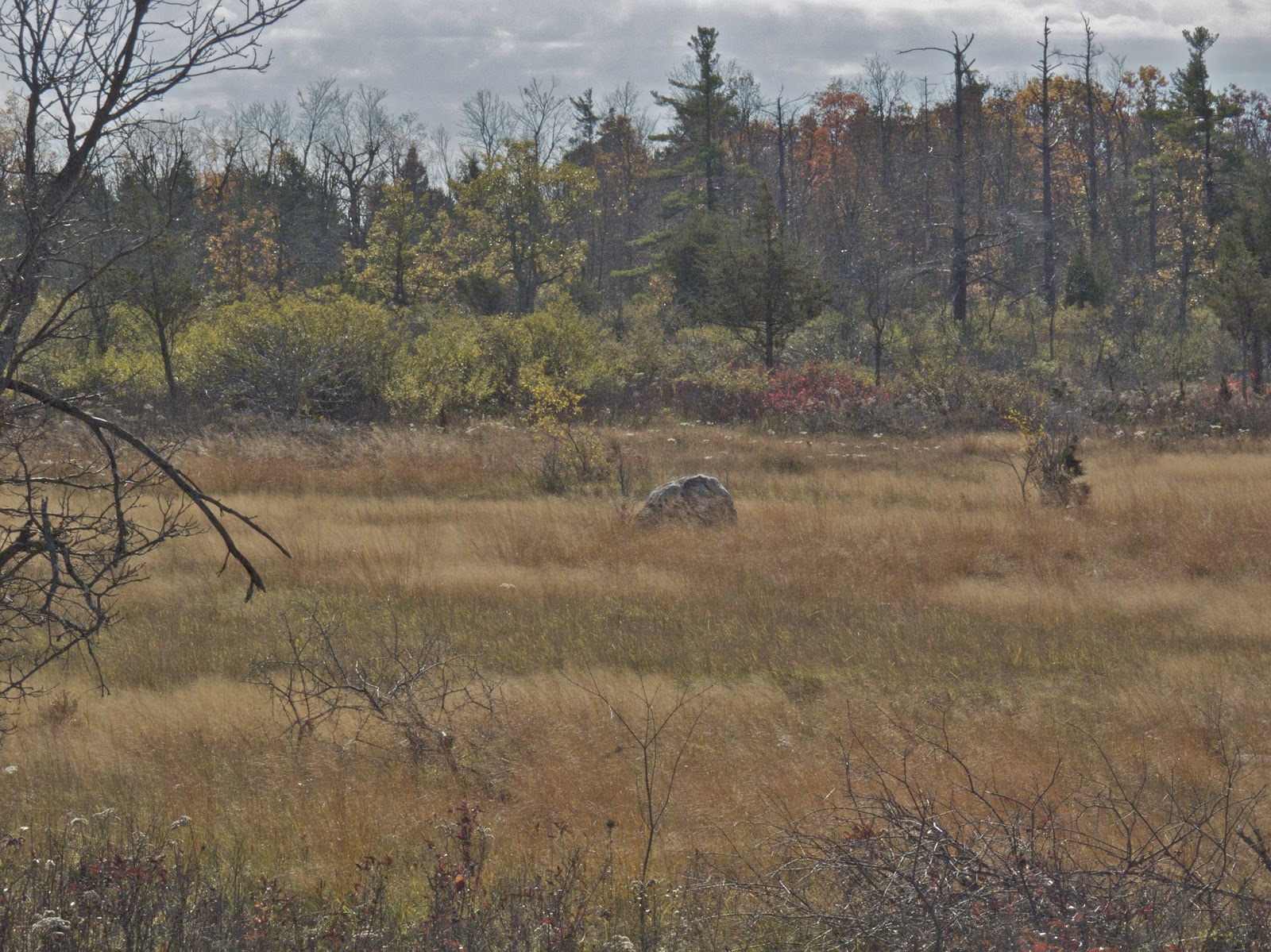 MerrySyracuse Chaumont Barrens Preserve