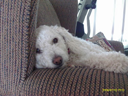 My dog katy