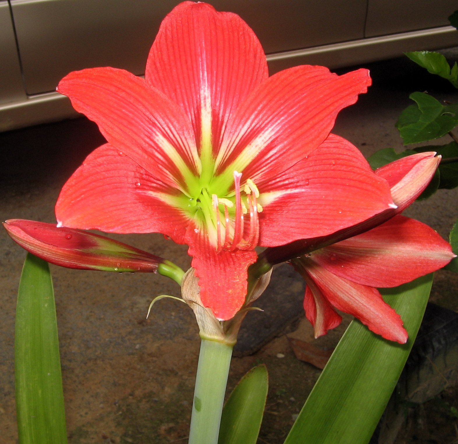 Ide 39+ Kelinci Putih Mata Merah