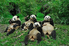 Pandaslunch