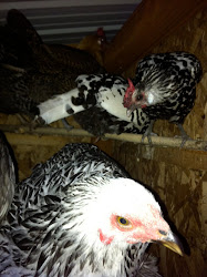 A City Chicken Farm: September 2010
