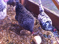 chicken feathers farm stares loaf portia ellen longingly bread