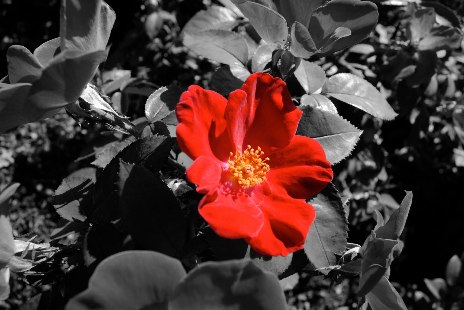 Media Arts 1 & Media Arts 2 Black and White with Color Focal Point