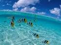 Make Money and Travel!