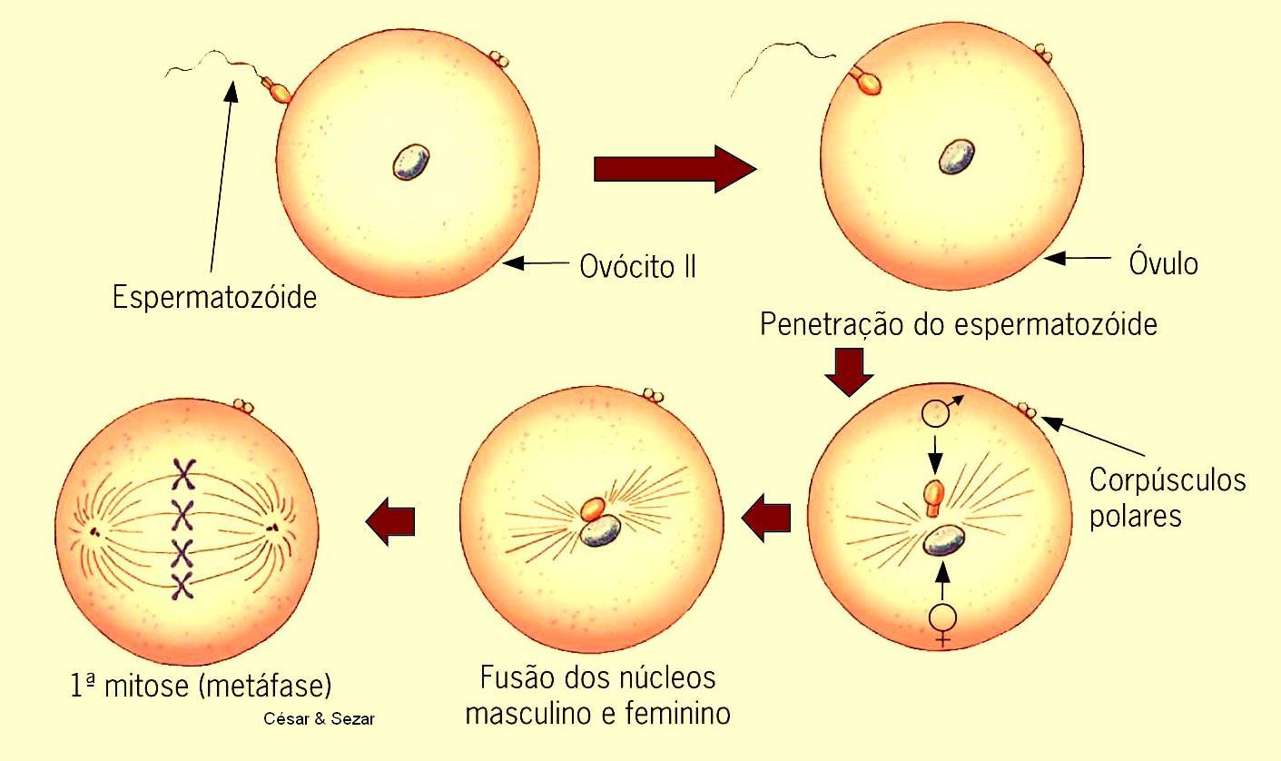 Blog do Professor Carlos Nunes