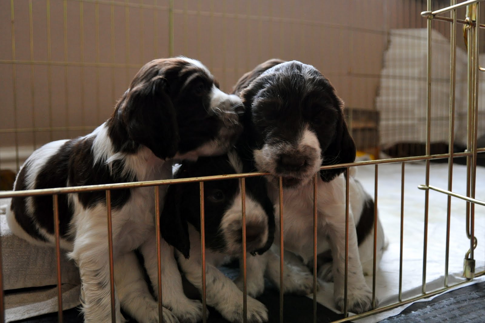 MUPTIES ENGLISH SPRINGER SPANIEL: Puppies' Photos ( Day 32)