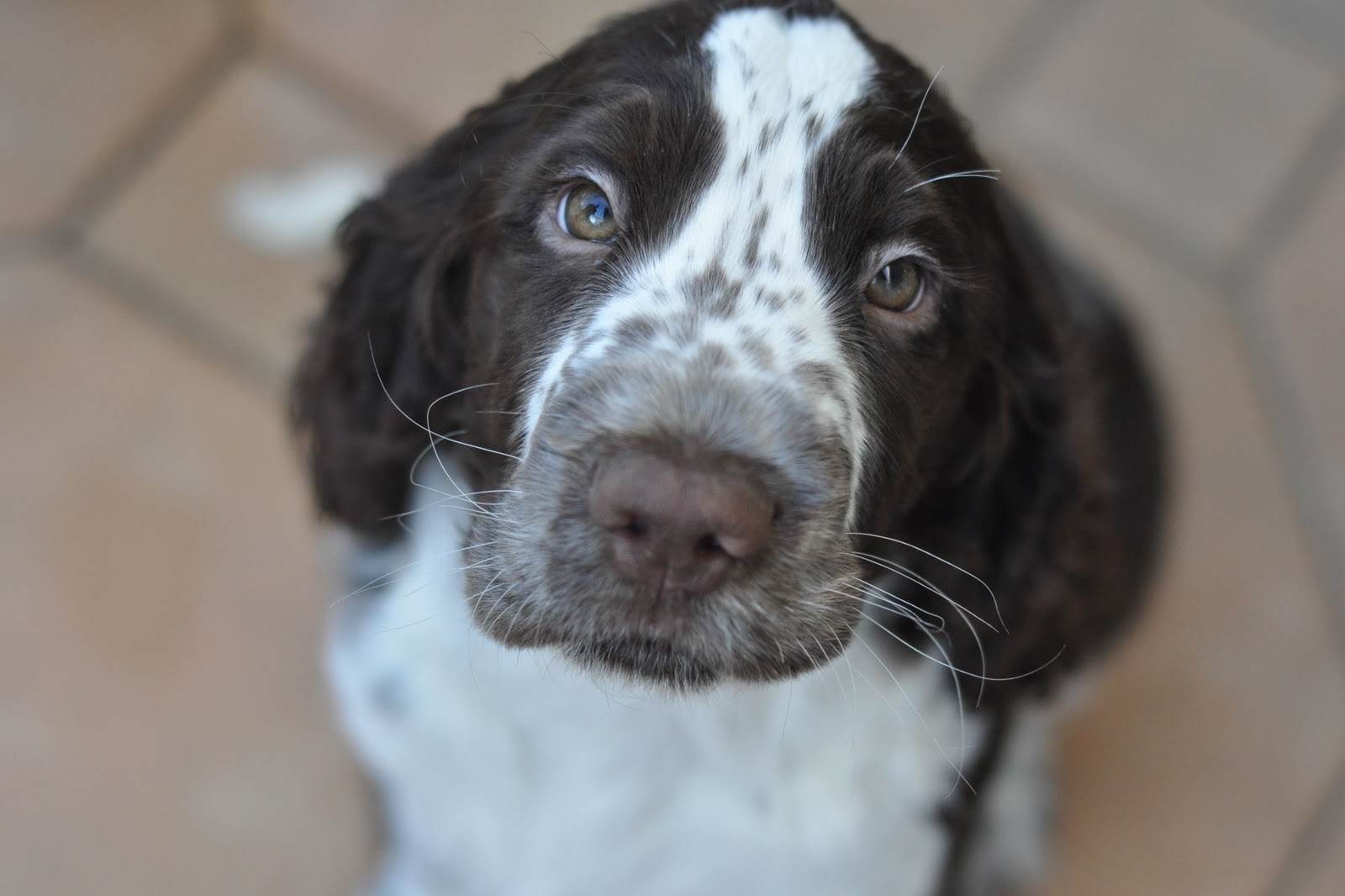 MUPTIES ENGLISH SPRINGER SPANIEL: Puppy training