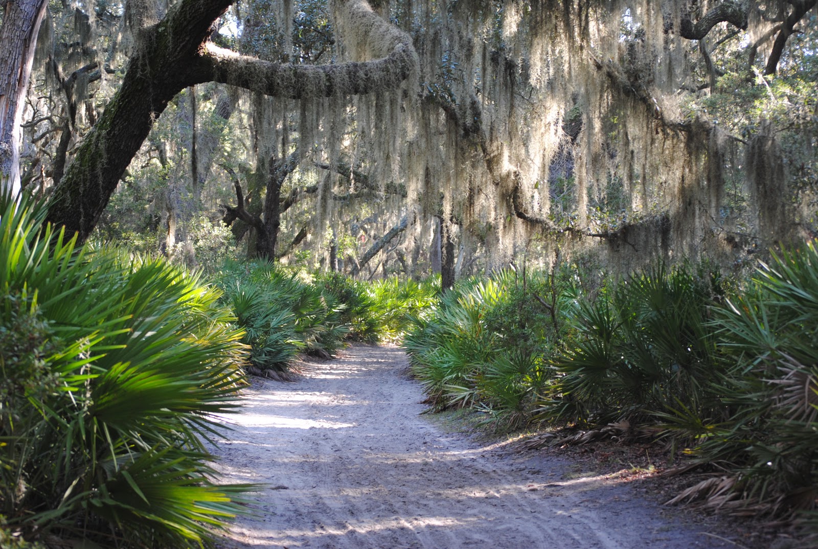 BIG RUN Cumberland Island National Seashore, GA