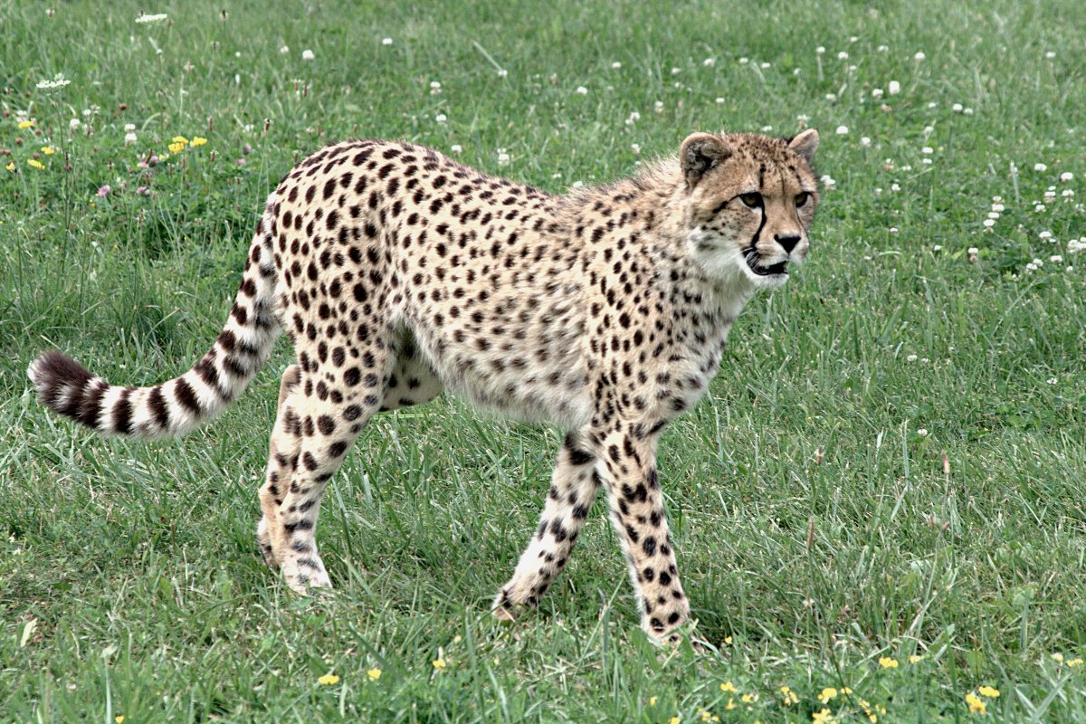 [cheetah6.jpg]