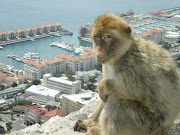 A very curious Ape in Gibraltar