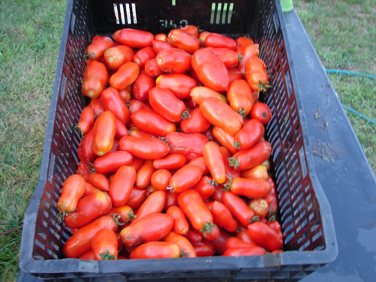 One Love Farm San Marzano