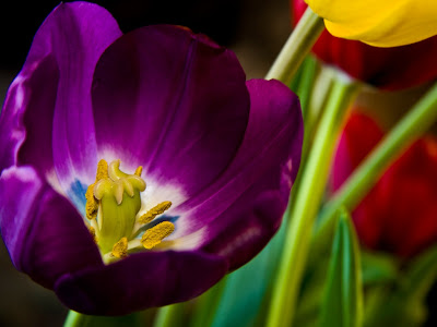 tulipan-de-petalos-color-morado