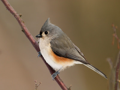 pajaro-posado-en-un-rama