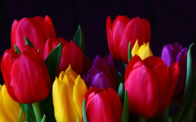 ramo-de-tulipanes