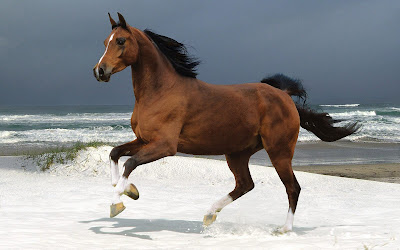 caballo-galopando-en-la-playa
