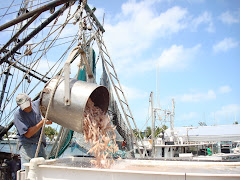 Unloading the Shrimp