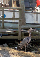 A Heron Named "Gus"