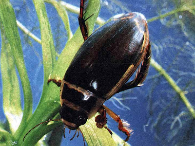 места обитания насекомых. стрекоза у водоема.