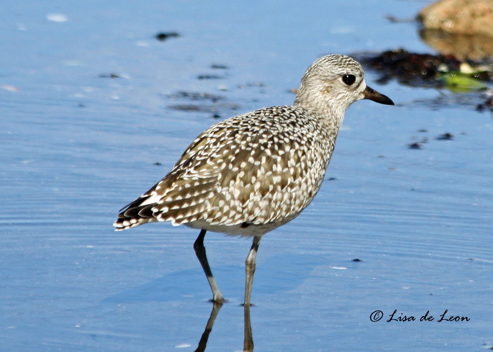 Birding with Lisa de Leon Blackbellied Plover