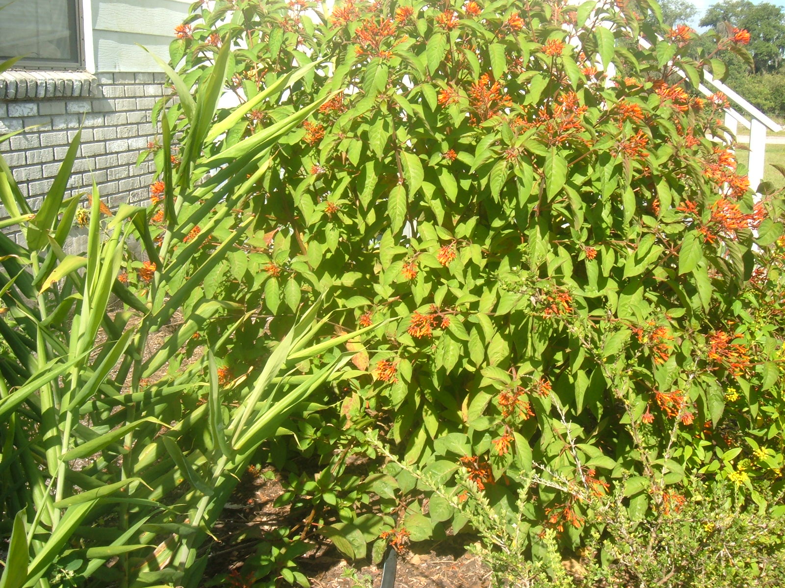Ridge Plants Blog Plant Highlight Fire Bush