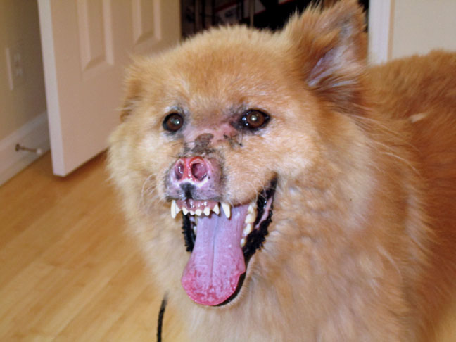 Canine discoid lupus erythematosus - Wikipedia