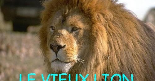Documentaire Sur Les Lions D Afrique Documentaires: LE VIEUX LION-documentaire