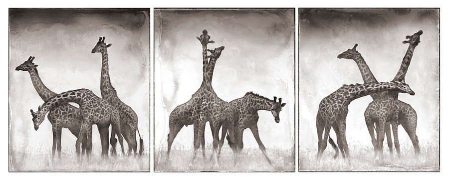 [30+Giraffe+Triptych.jpg]