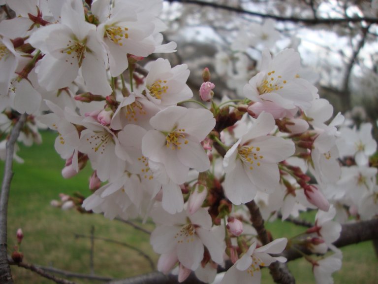 Simple Pleasures: Yoshino Cherry