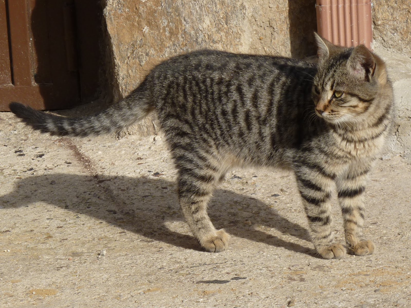 GeoPercepción Los gatos 